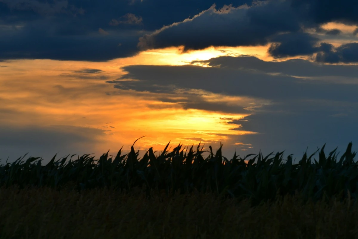 cornfield sunset